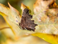 Jāņogu raibenis (Polygonia c-album)