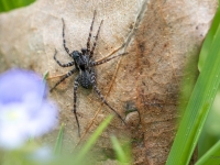 Vilkzirneklis (Pardosa sp.)