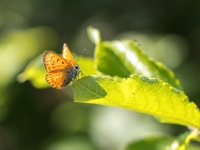 Zeltgalvīšu zeltainītis (Lycaena virgaureae)