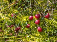 Lielā dzērvene (Vaccinium oxycoccos)