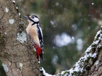 Dižraibais dzenis (Dendrocopos major)