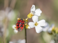 Vairogblakts Eurydema dominulus