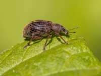 Smecernieks Polydrusus mollis