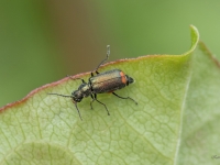 Māņmīkstspārnis Malachius bipustulatus