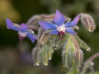 Gurķu mētra (Borago officinalis)