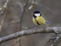 Lielā zīlīte (Parus major)