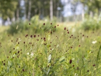 Ārstniecības brūnvālīte (Sanguisorba officinalis). Īpaši aizsargājama suga!  LV Sarkanajā grāmatā 2. kat.