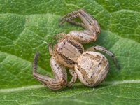 Krabjzirneklis (Xysticus ulmi)