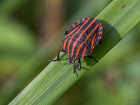 Svītrainā vairogblakts (Graphosoma lineatum)