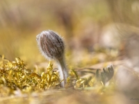 Pļavas silpurene (Pulsatilla pratensis). Īpaši aizsargājama suga.