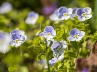 Veronika (Veronica filiformis)