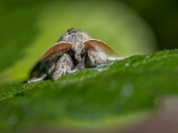 Lapkoku otiņmūķene (Calliteara pudibunda)