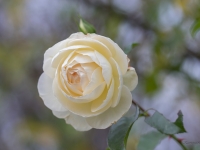 'LIONS- ROSE'