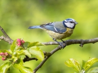 Zilzīlīte (Cyanistes caeruleus)