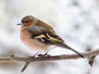 Žubīte (Fringilla coelebs)
