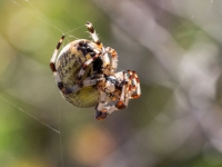 Marmora krusta zirneklis (Araneus marmoreus)