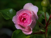 'LARISSA'