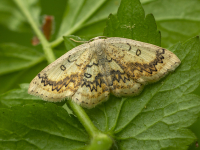 Kļavu bālsprīžmetis (Cyclophora annularia)