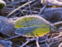 Rudens salna