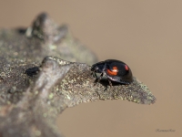 Četrplankumu melnmārīte (Exochomus quadripustulatus)