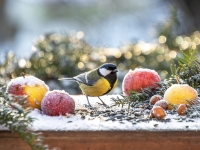 Lielā zīlīte (Parus major)