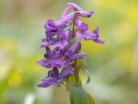 Blīvguma cīrulītis (Corydalis solida)