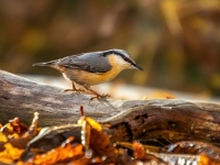 Dzilnītis (Sitta europaea)