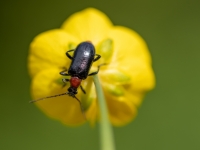 Koksngrauzis Dinoptera collaris