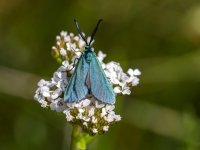 Zaļganais zaigspārnis (Adscita statices)