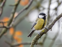 Lielā zīlīte (Parus major)