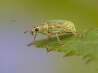 Sudrabzaļais lapu smecernieks (Phyllobius argentatus)