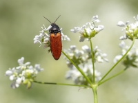 Sprakšķis Ampedus sp.