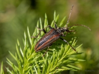 Koksngrauzis Oxymirus cursor