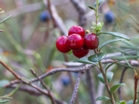 Brūklene (Vaccinium vitis-idaea)
