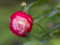 'JUBILE DU PRINCE DE MONAKO'