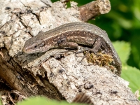 Pļavas ķirzaka (Zootoca vivipara)