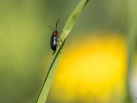 Lapgrauzis