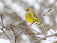 Zaļžubīte (Chloris chloris)