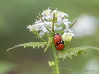 Septiņpunktu mārītes (Coccinella septempunctata)