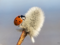 Septiņpunktu mārīte (Coccinella septempunctata)
