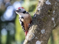 Vidējais dzenis (Dendrocoptes medius)