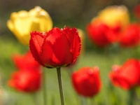 Tulpes