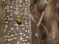 Zaļā vairogblakts (Palomena prasina)