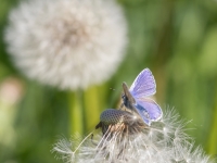 Parastais zilenītis (Polyommatus icarus)
