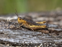 Sisenis