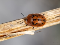 Vairogvabole Cassida murraea