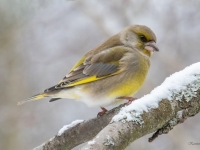 Zaļžubīte (Chloris chloris)