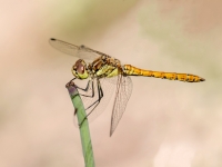 Parastā klajumspāre (Sympetrum vulgatum)