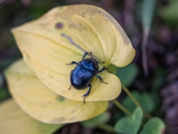 Meža bambals (Anoplotrupes stercorosus)