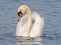 Paugurknābja gulbis (Cygnus olor)